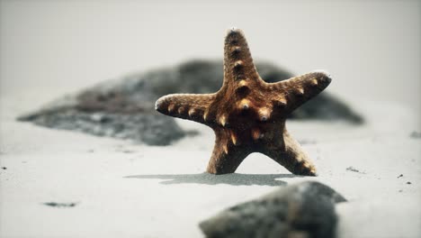 red-starfish-on-ocean-beach-with-golden-sand